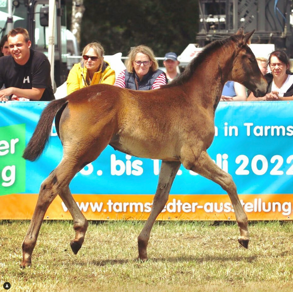 Moulin Rouge - 13 Monate - Knochenhautreizung am hinteren Röhrbein