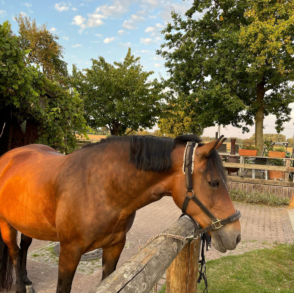 Bella - Hyperästhesie & Arthrosen Kiefergelenk, Halswirbel, Lendenwirbelsäuge